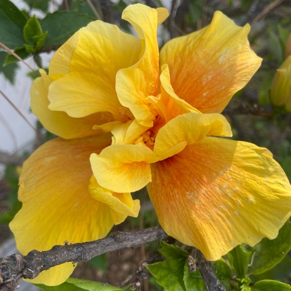 Meet your Posher, Emmalie - Picture 2 of 4